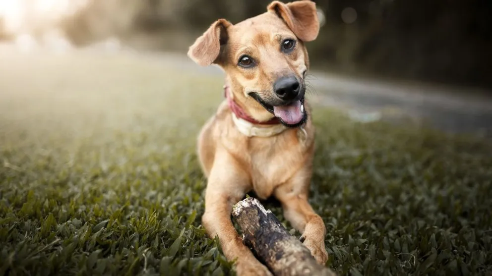 Día Mundial del Perro, para concientizar sobre el abandono de las mascotas