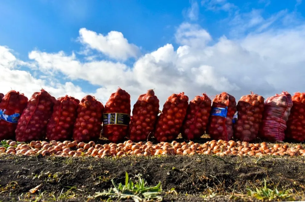 Súper producción de cebolla y pérdidas: difícil de limitar el cultivo