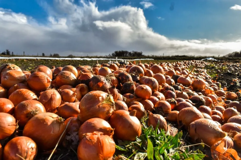 Súper producción de cebollas: voz alzada para limitar la plantación en Viedma