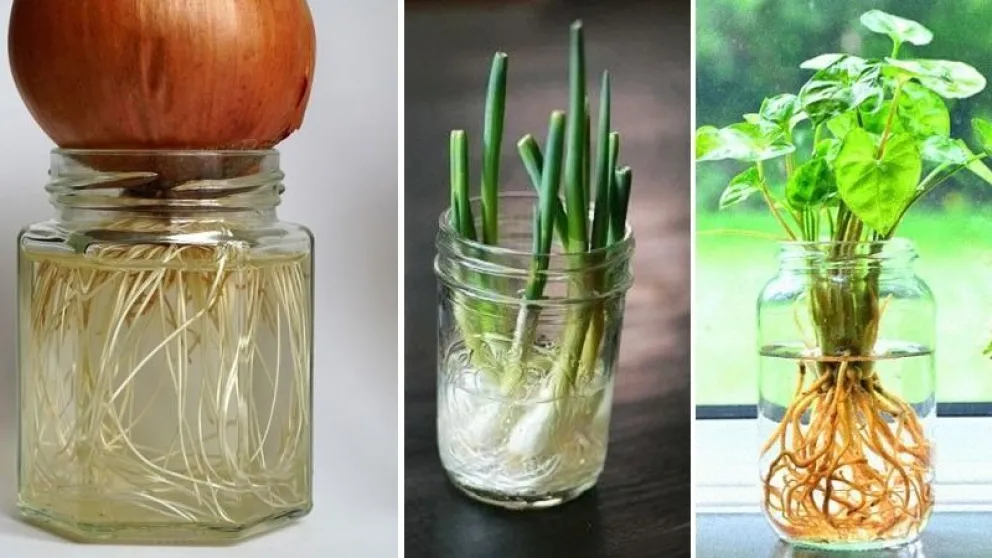 Cultivar sin tierra: cuatro experiencias para compartir en familia