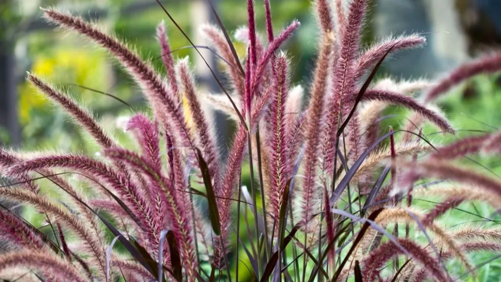 Conocé las plantas que se han puesto de moda por su fácil cuidado