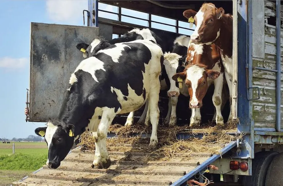 La infraestructura rural imprescindible para el sector ganadero