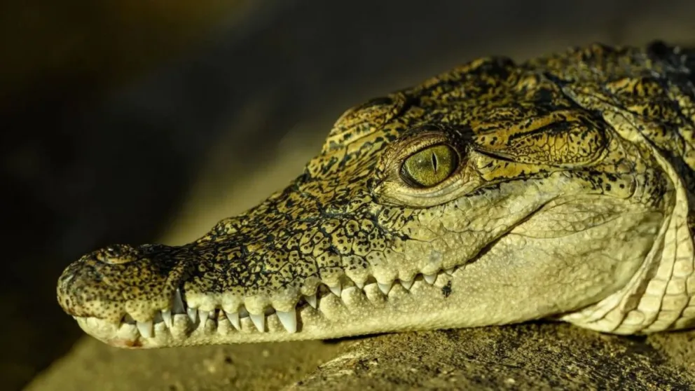 Una familia compró pescado por internet pero recibió un cocodrilo vivo