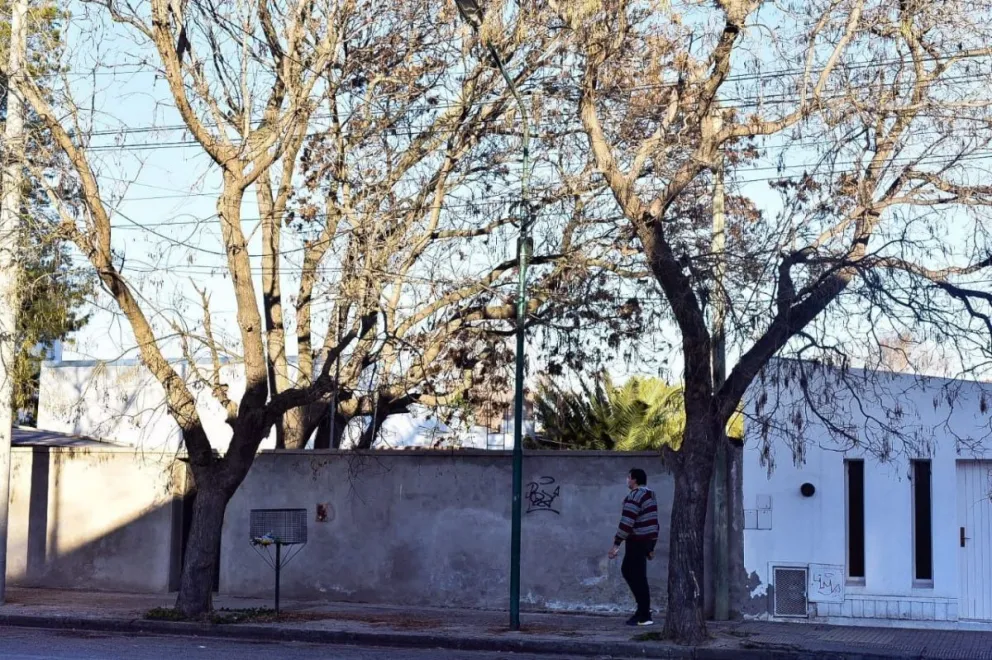 No es que los árboles tapan el bosque, en Viedma neutralizan las cámaras