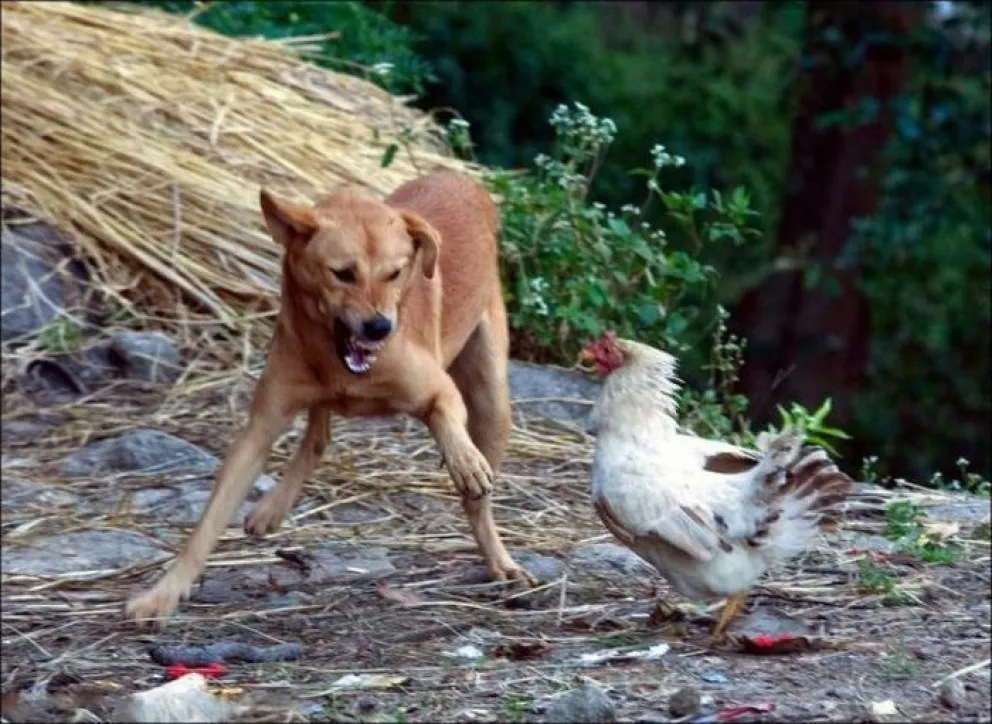 Le reventaron el gallinero y sospecha de los perros del vecino