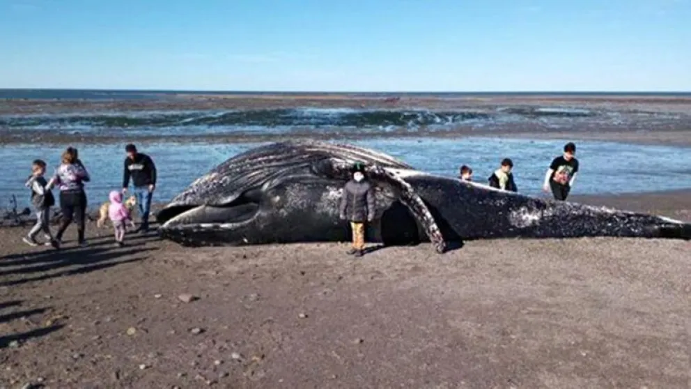 Chubut: se meten dentro de una ballena jorobada muerta para sacarse una foto