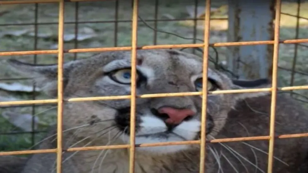 Mirá cómo liberaron a un puma que fue capturado por un productor rural, para devolverlo a su hábitat
