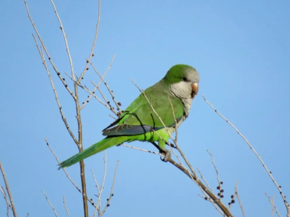 Fauna quiere que las cotorras sigan cantando