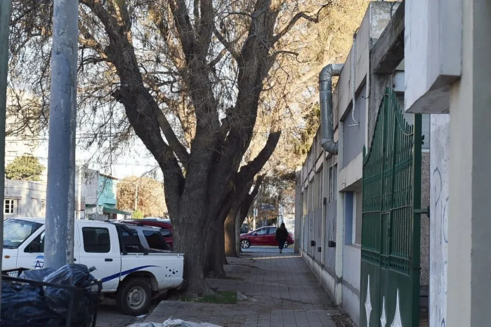 Los vecinos miran para el costado en las podas, y las hace el municipio