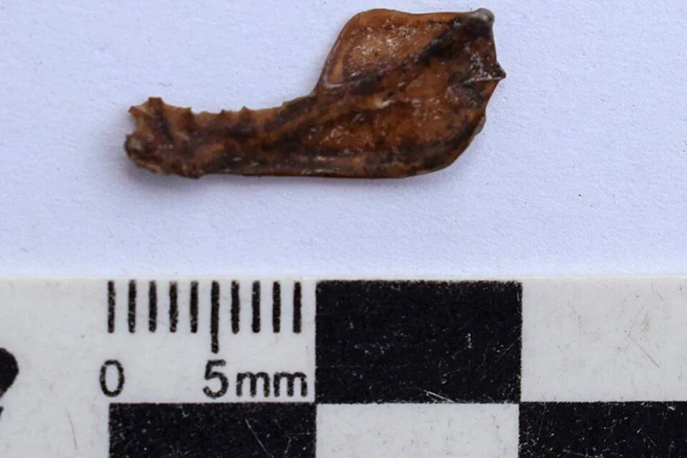 Cambio climático: encontraron un "vampiro gigante" en la costa atlántica argentina