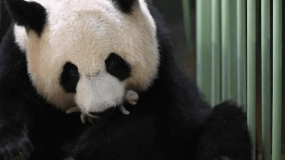 Ternura total: Nacieron pandas gemelos en un zoológico de Francia