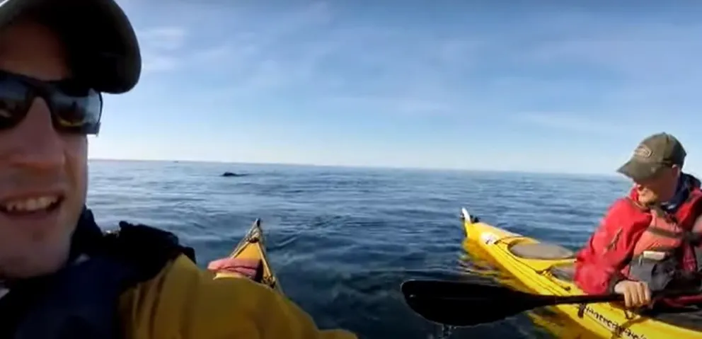 Una ballena pasó por debajo de dos kayakistas en Madryn