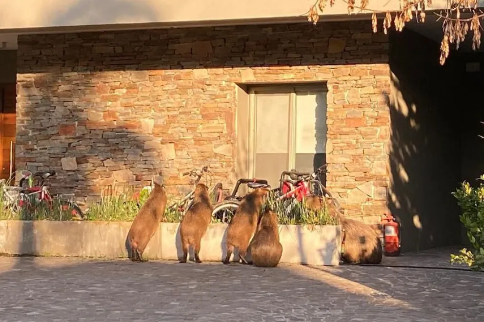 Invasión de carpinchos en Nordelta: atacan a mascotas y provocan accidentes