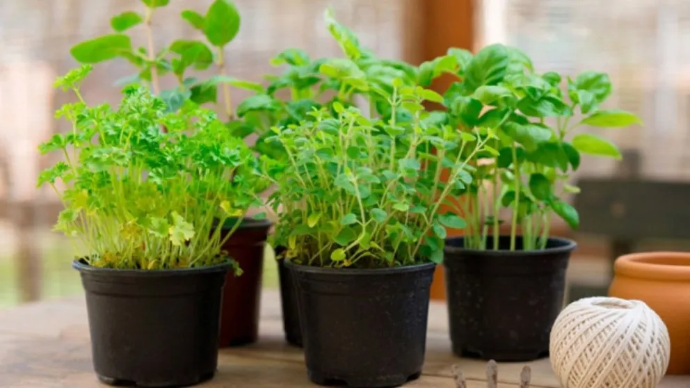 Huerta urbana: cómo reproducir hierbas aromáticas en balcones o patios