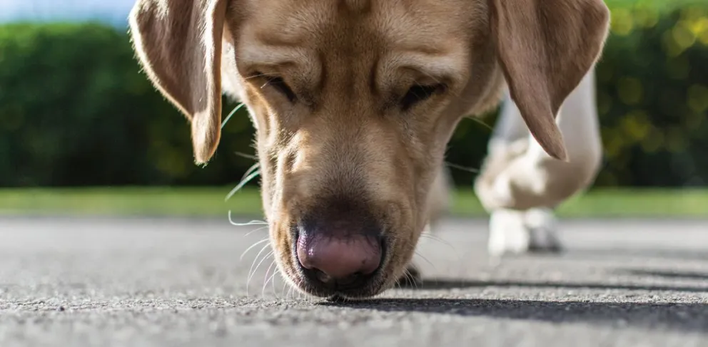 ¡Atentos! Estos son los 5 olores que resultan insoportables para los perros