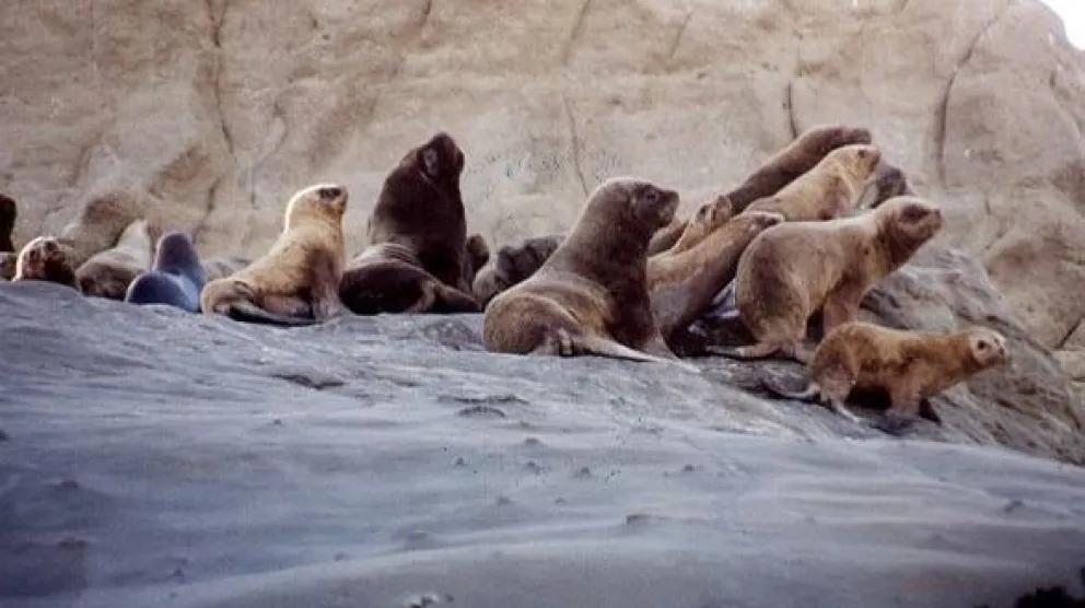 Telenovela faunística III: Misterios bordean al robo de un lobo marino