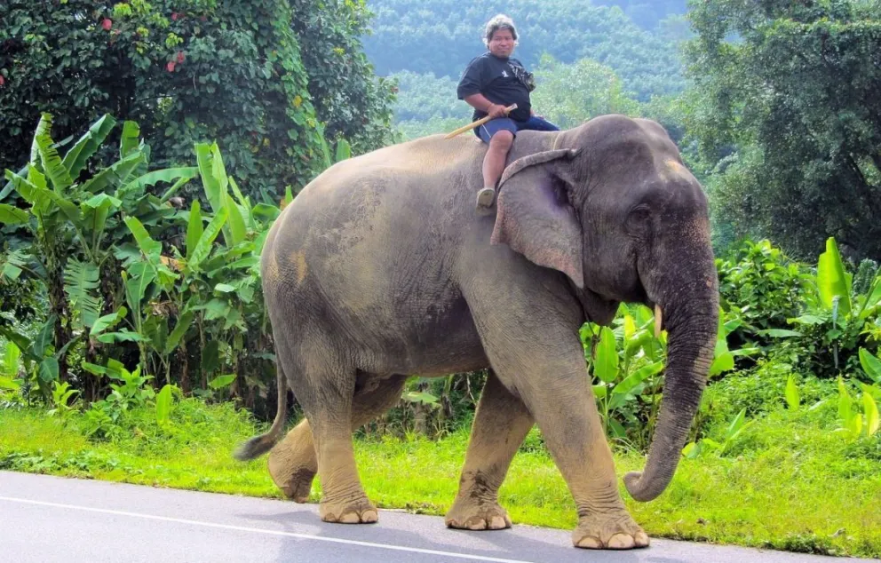 ¡Insólito! Así castigarán en Sri Lanka a conductores ebrios que conduzcan elefantes