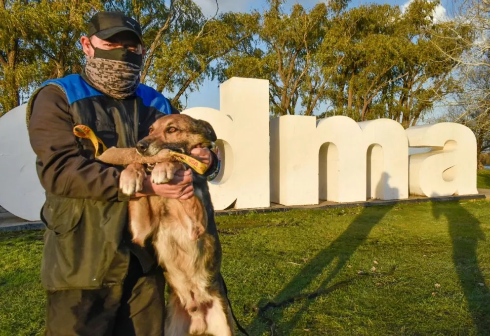 Yatel, el perro que volvió a vivir y hoy es uno de los mejores en el país