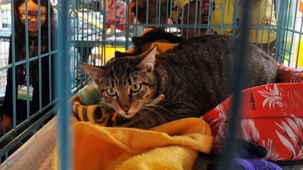 En el Día Internacional de Animales Sin Hogar sacrificaron a 154 gatos en Taiwán