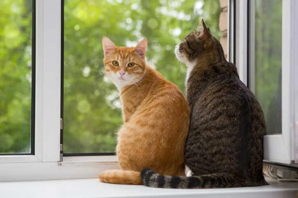 Por qué el “ronroneo” de tu gato puede hacerle bien a tu salud