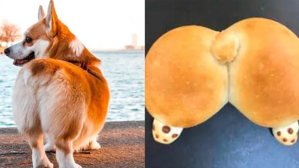Furor en Japón por los panes en forma de "nalgas de Corgi"