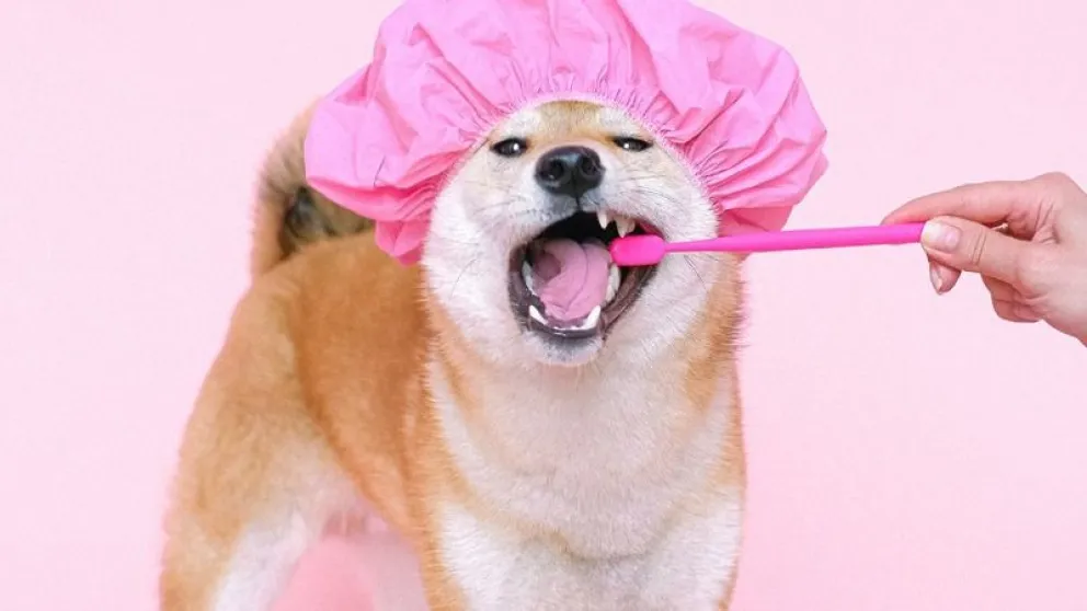 Mascotas: aprendé a limpiar los dientes de tu perro con estos consejos