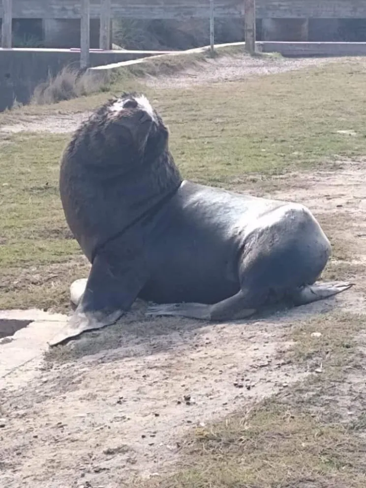 Otro lobo marino volvió a pasear por los canales a la vista de todos