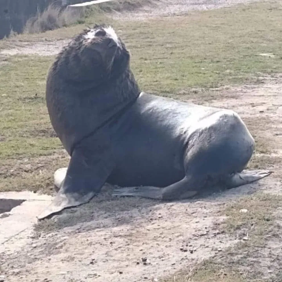 Un lobo marino, y una exhibición distinta fuera de la colonia marítima