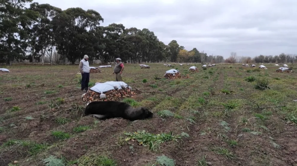 ¿Cómo actuar si aparece un lobo marino fuera de su hábitat?