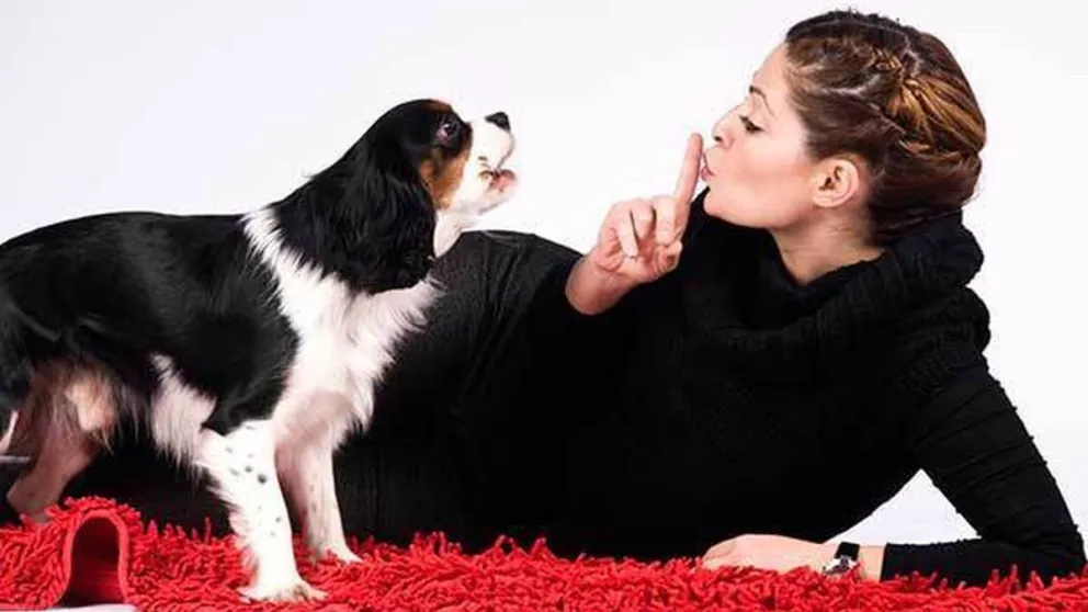 Prestá atención: ¿cuáles son las 5 razas de perros que más ladran?