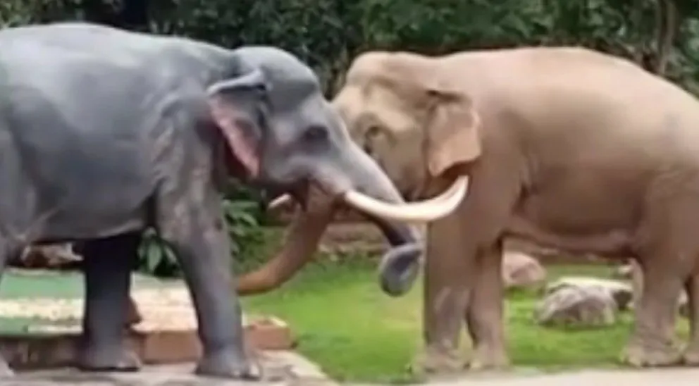 Elefante atacó una escultura creyendo que era otro de su misma especie