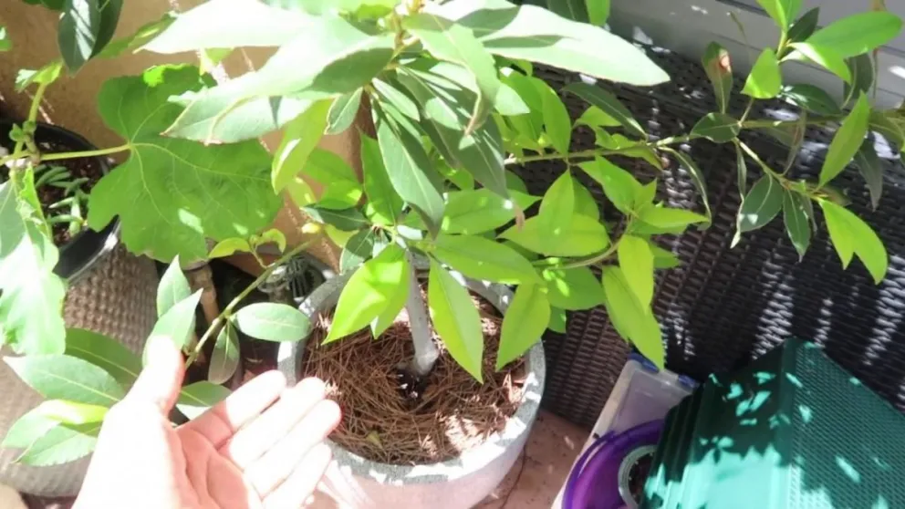 Huerta en casa: cómo sembrar laurel en tu jardín o patio