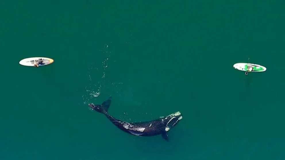 Video: no te pierdas la belleza de las ballenas en Chubut