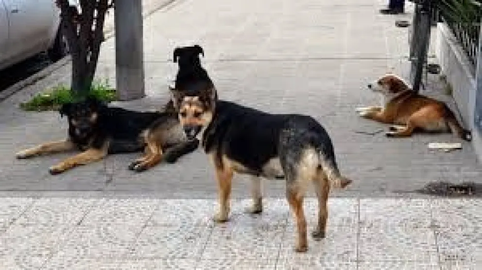 Petición vecinal: "Abogamos por una ciudad libre de perros callejeros"