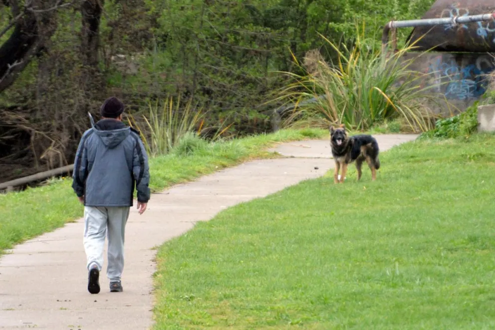 Petición por perros: "Varios actores deberían involucrarse"