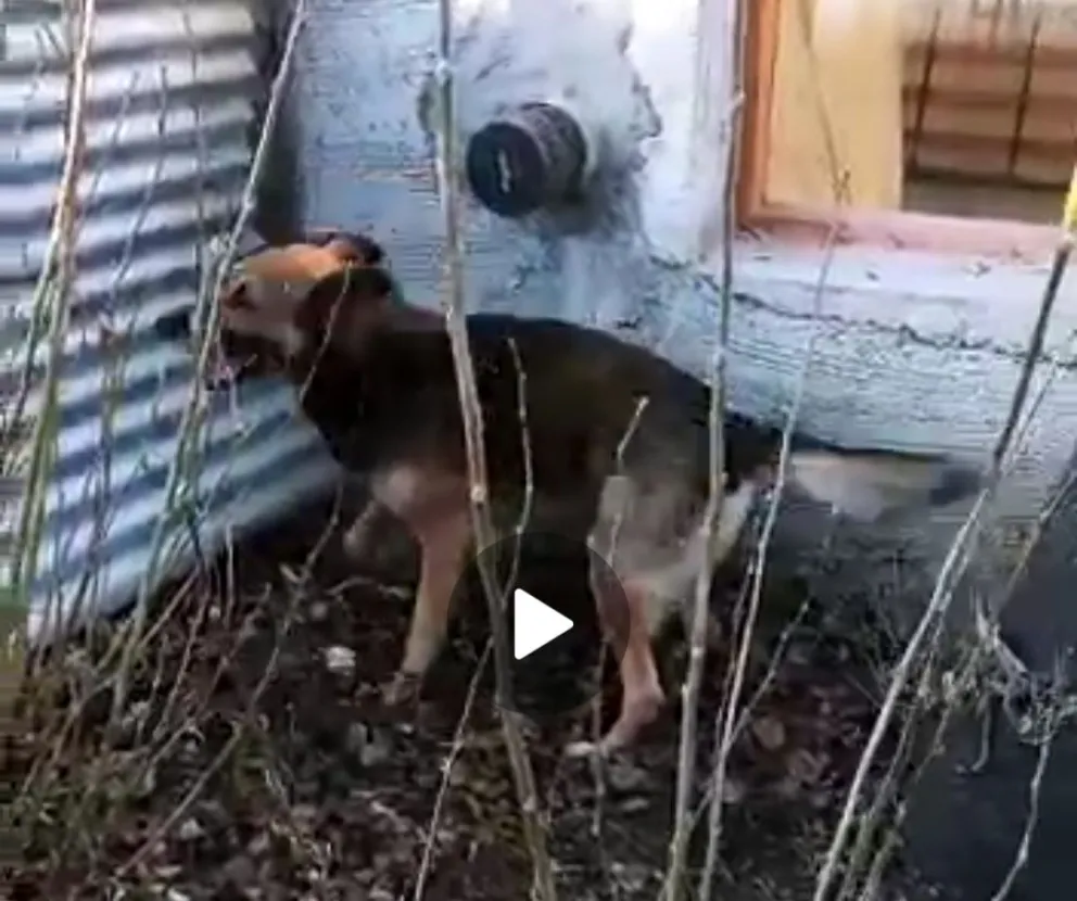 Un perro de Marcos Herrero detectó cajas con dólares de un administrador K