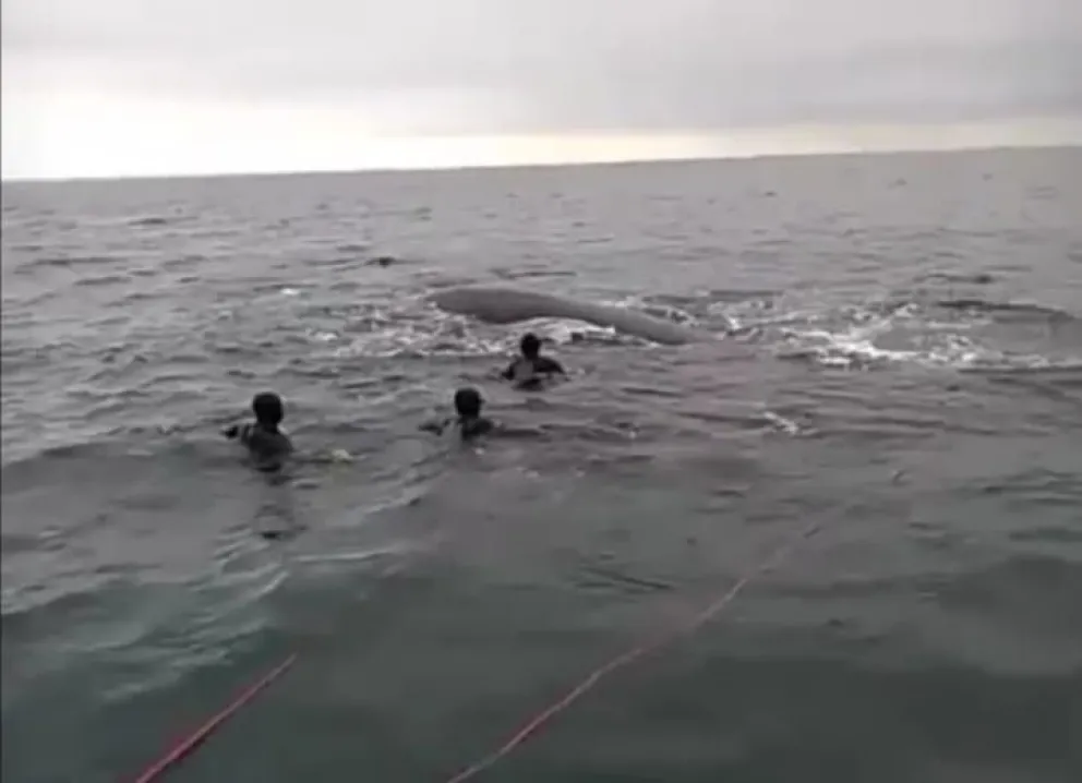 Repudiable: Buzos quisieron montar a una ballena franca austral