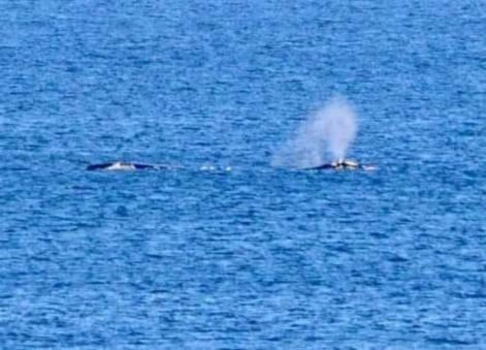 Buzos molestaron y quisieron montar una ballena: "Es una atrocidad"