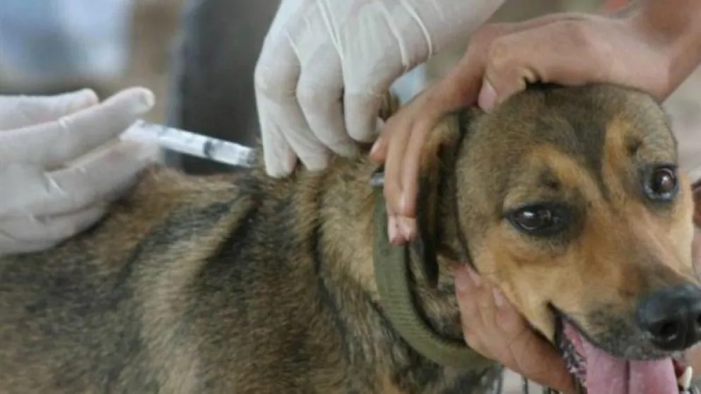 La vacunación antirrábica sale de las veterinarias a un costo mínimo