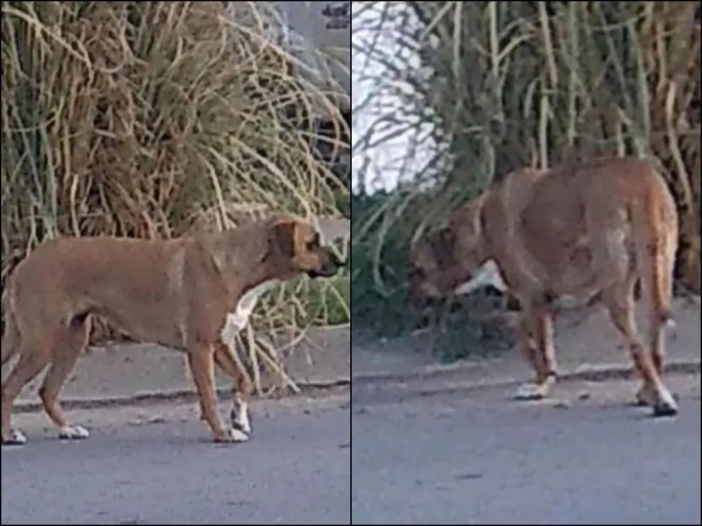 Preocupación por un perro que ataca y ya provocó varios accidentes