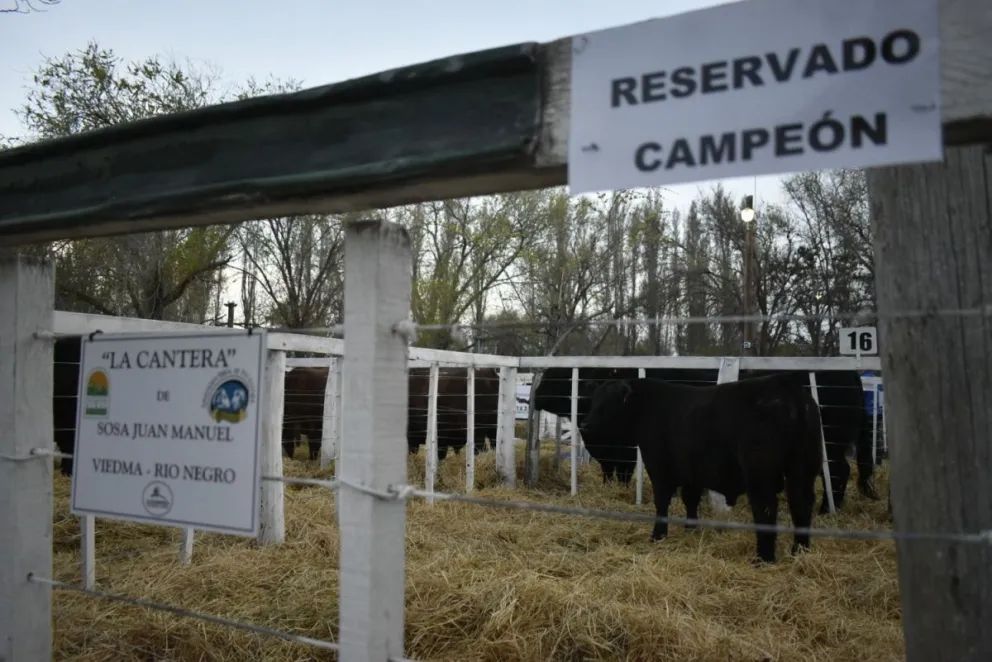 Con las ventas presenciales en el campo de jura finaliza la Expo Rural