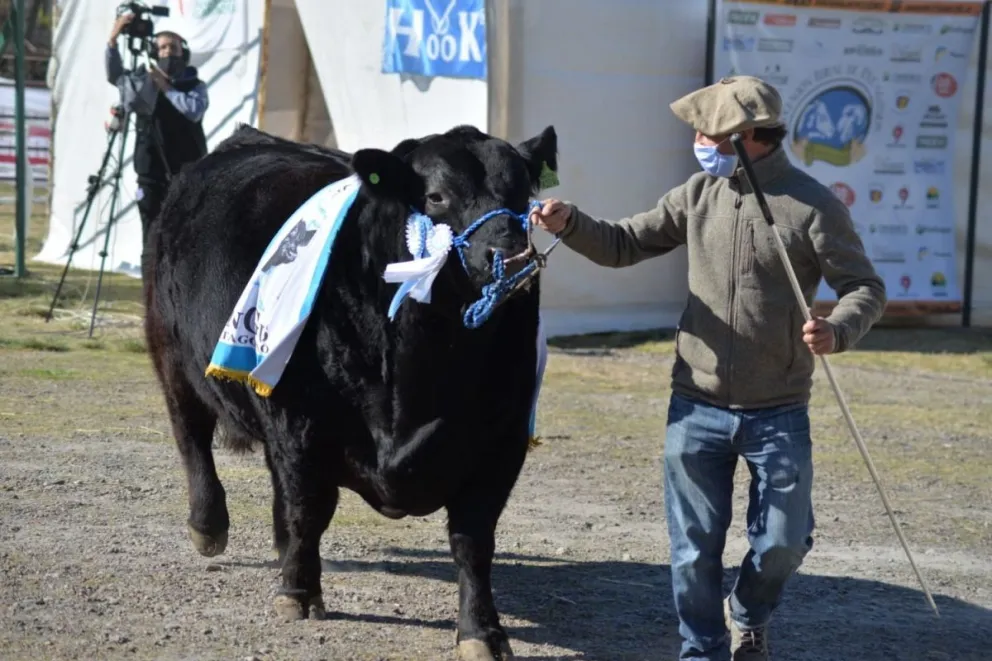 Destacan la alta calidad genética de la Expo de la Comarca