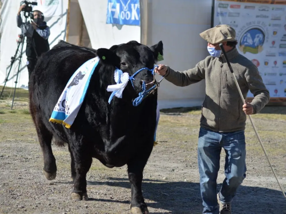 Rural de la Comarca: Record absoluto en las ventas de reproductores