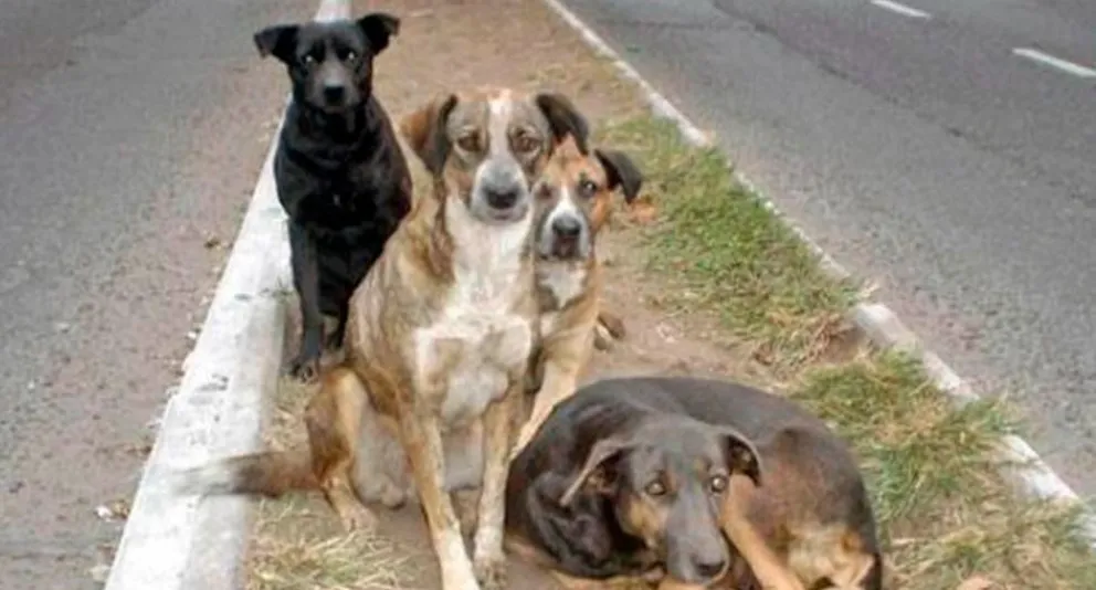 Reunión clave con el municipio por las mascotas y la sobrepoblación animal