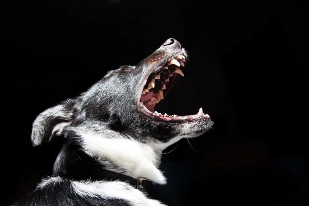 Un perro se puede recibir de policía: alertó al barrio de un ladrón