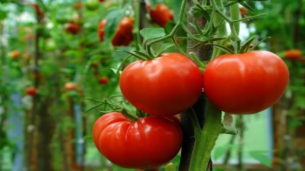 Conocé los beneficios del tomate para proteger tu salud