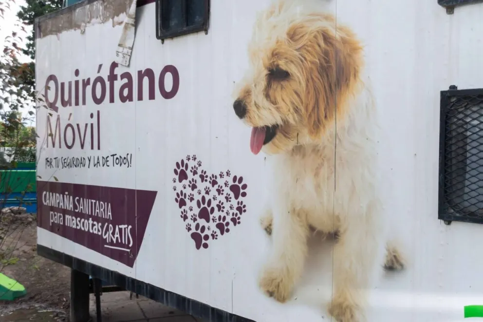 Acciones masivas para superar la actual superpoblación de mascotas.