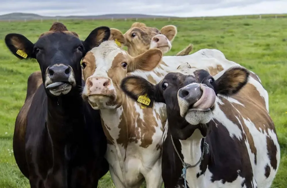 Les enseñan a las vacas a "ir al baño" para reducir gases de efecto invernadero