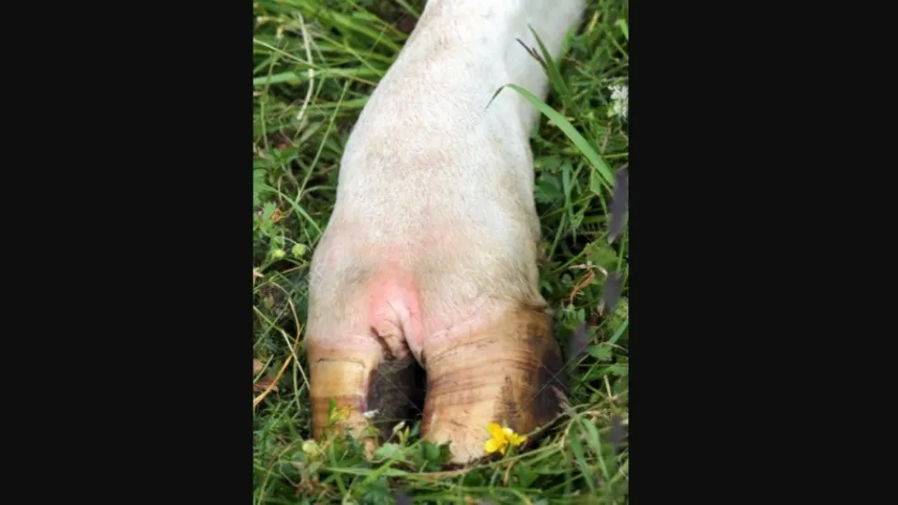 Le faenaron una vaca y le dejaron solamente las patas