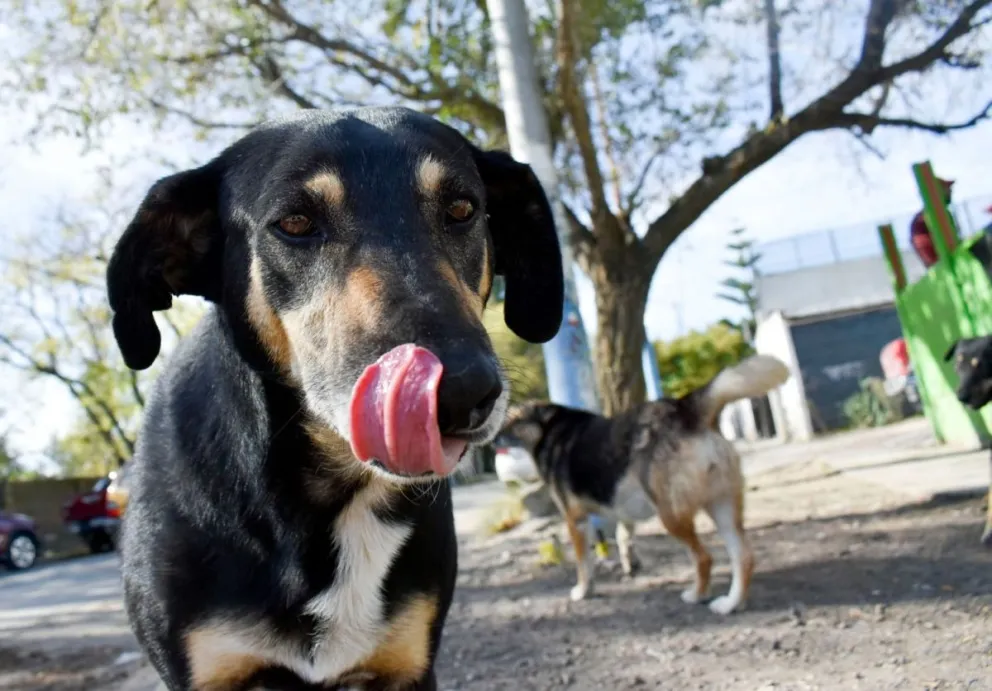 No más sufrimiento para las mascotas: Serán obligatorias guardias nocturnas